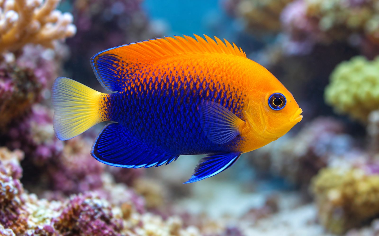 Acanthops Cüce Melek (Centropyge acanthops)