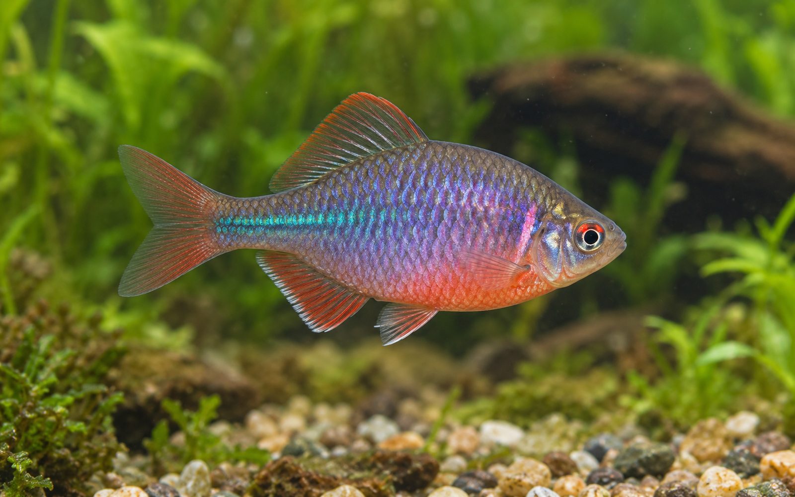 Acı Balığı (Rhodeus amarus)