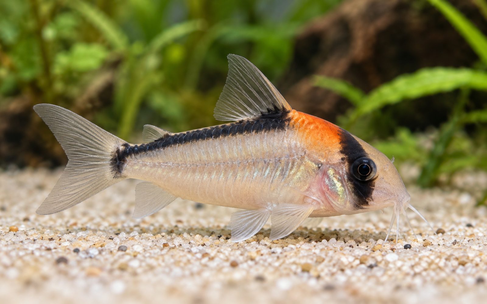 Adolfoi Corydoras (Corydoras adolfoi)