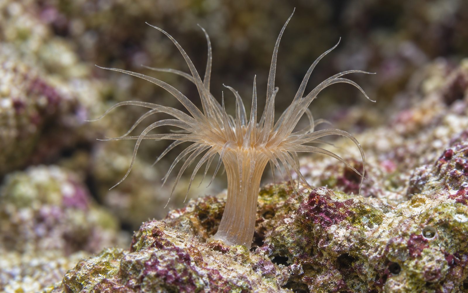 Aiptasia (Exaiptasia diaphana)