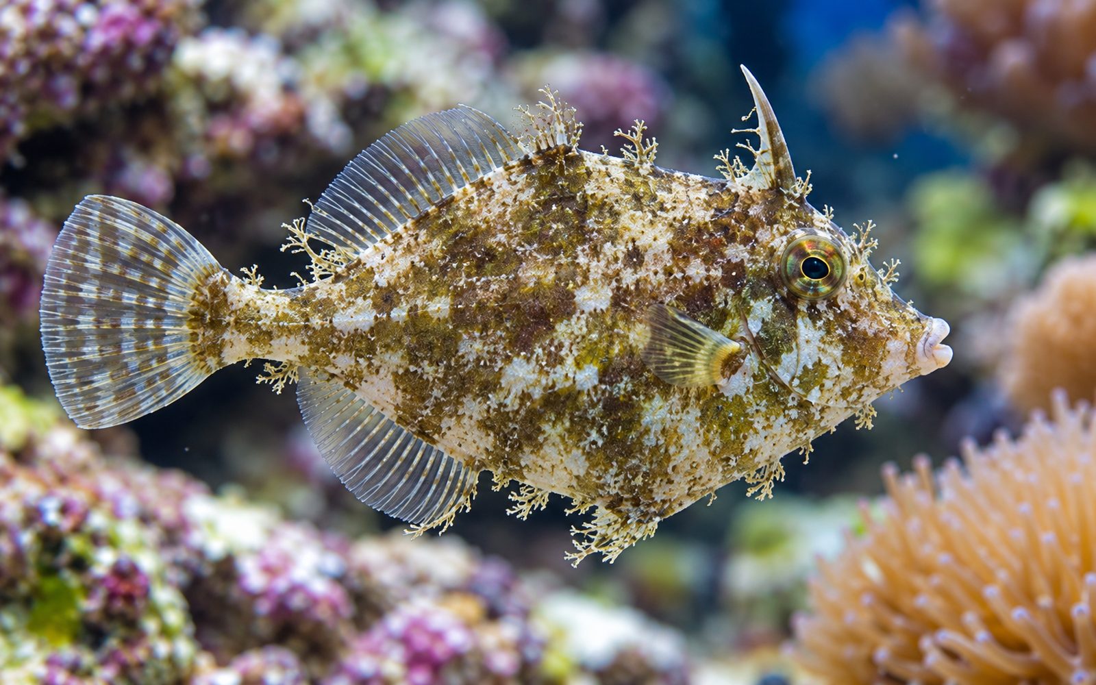 Aiptasia Filefish (Acreichthys tomentosus)