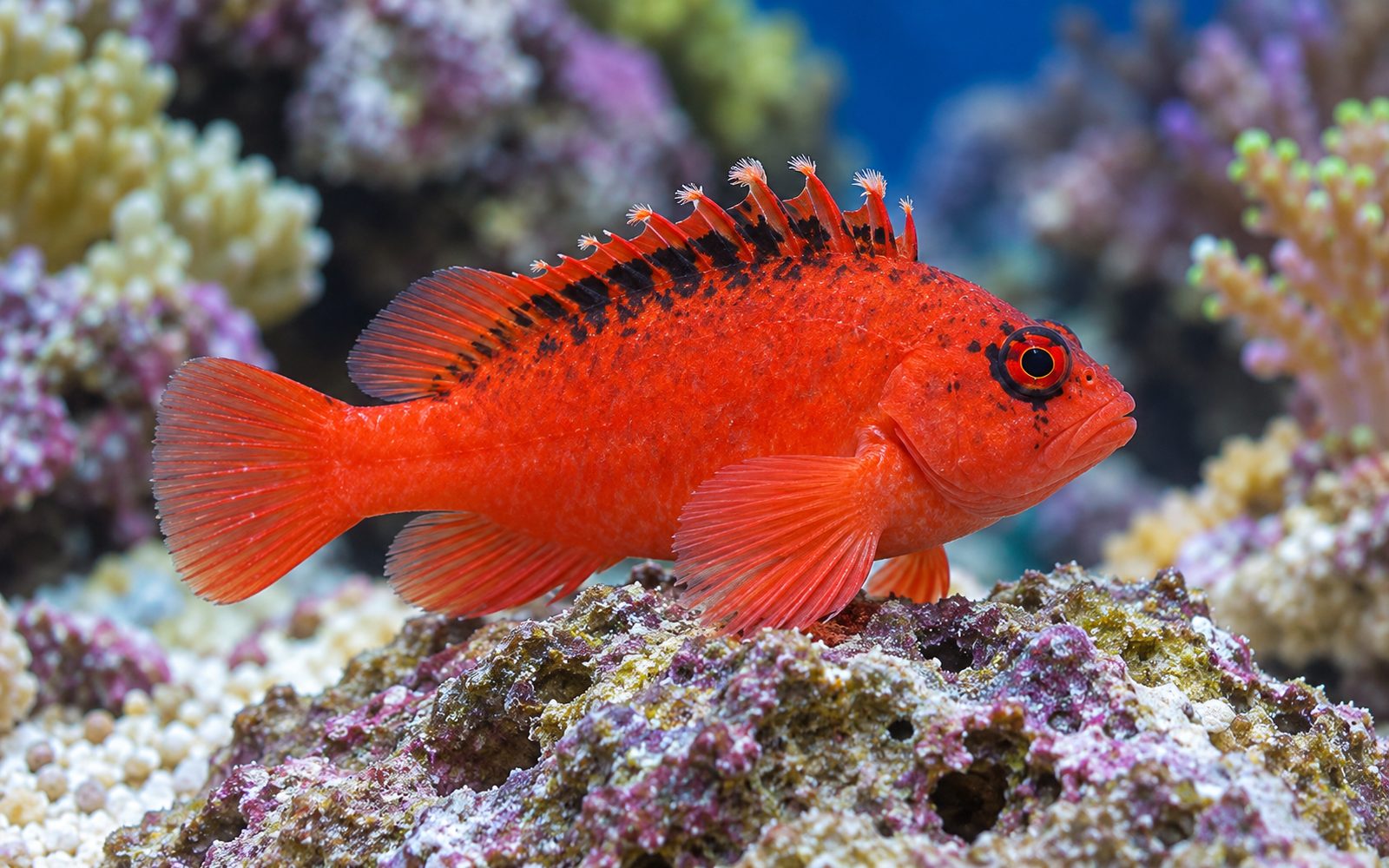 Alev Hawkfish (Neocirrhitus armatus)