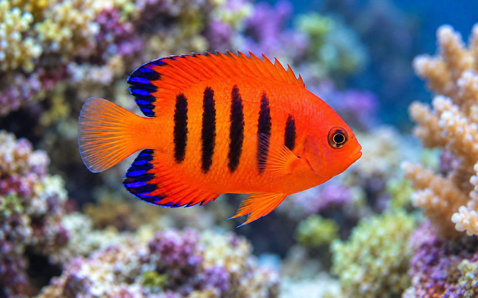 Alev Melek (Centropyge loricula)