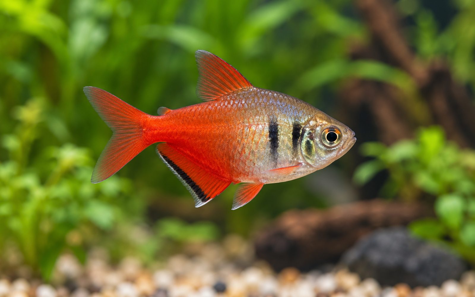 Alev Tetra (Hyphessobrycon flammeus)