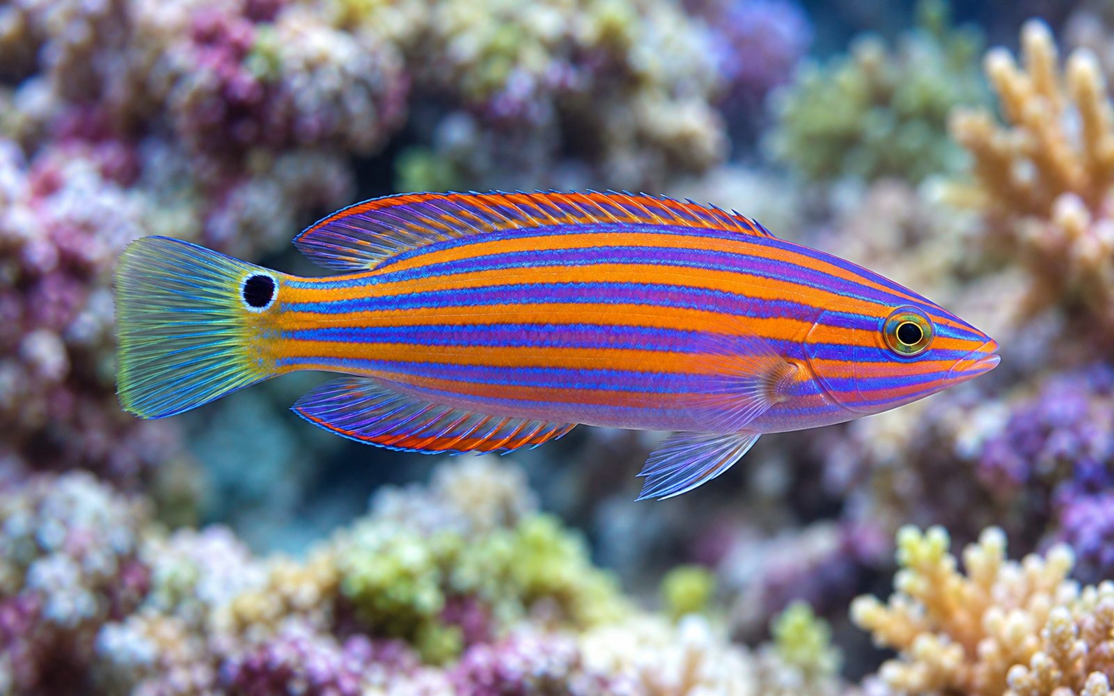 Altı Çizgili Wrasse (Pseudocheilinus hexataenia)