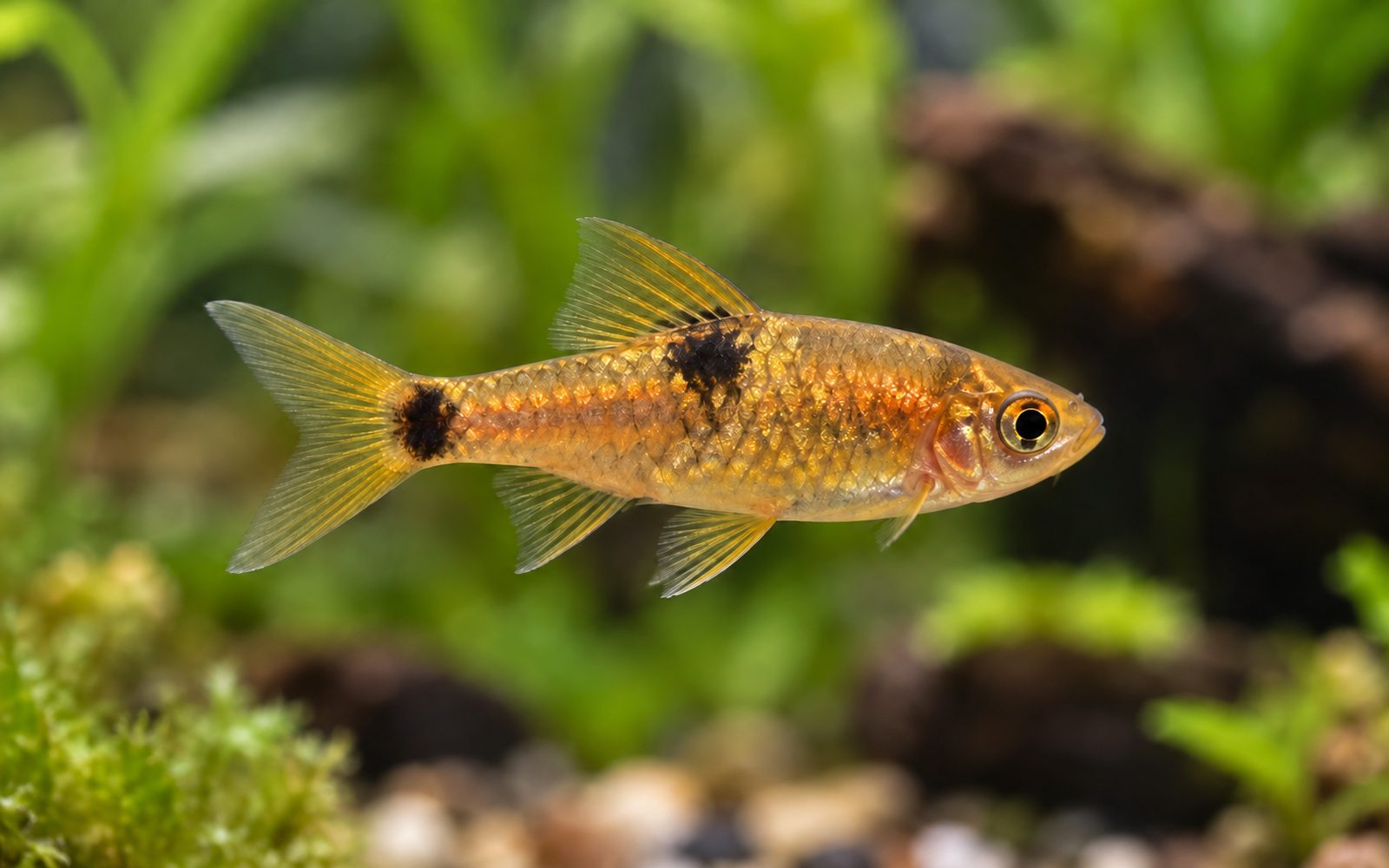 Altın Cüce Barb (Pethia gelius)
