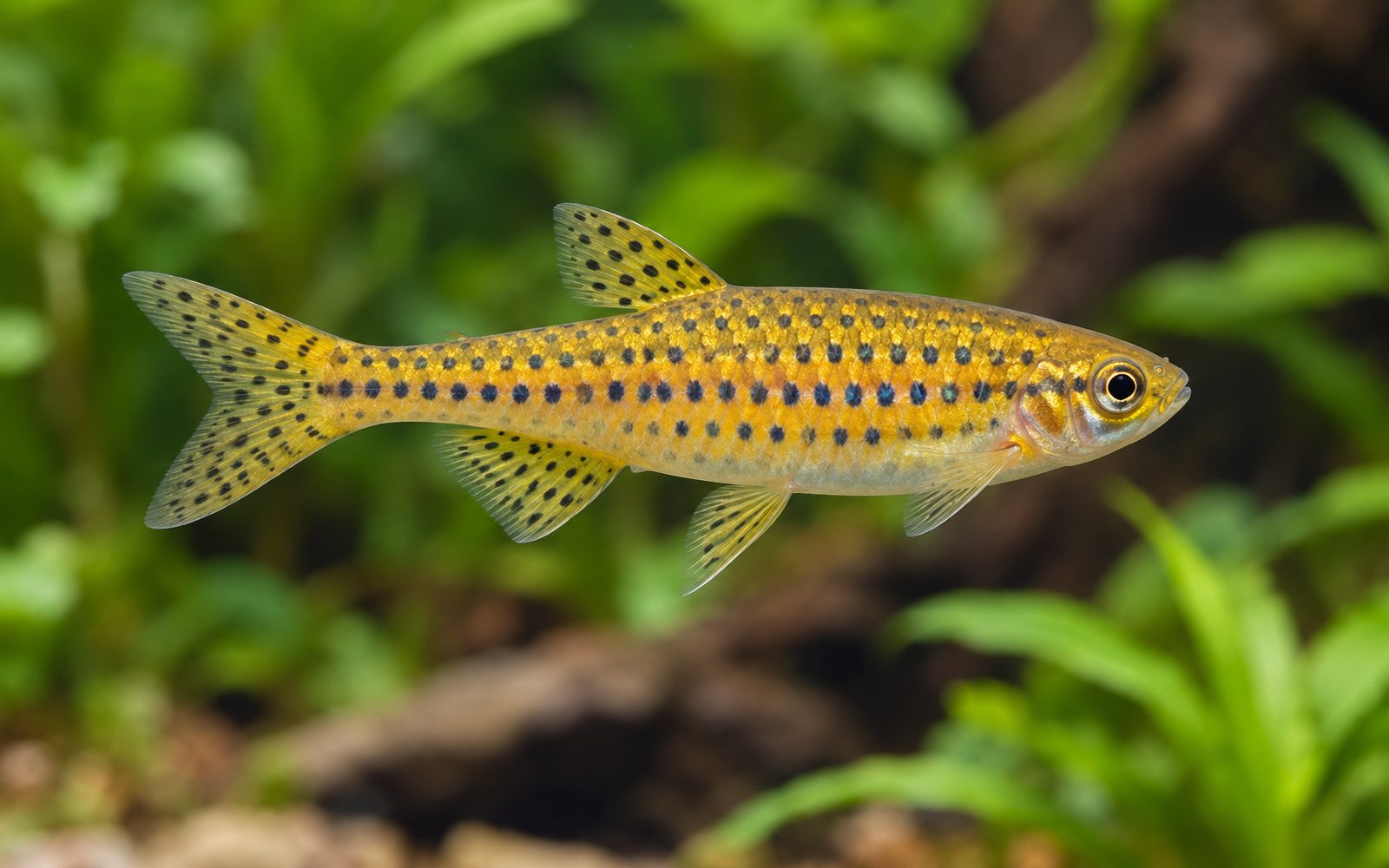 Altın Halka Danio (Danio tinwini)