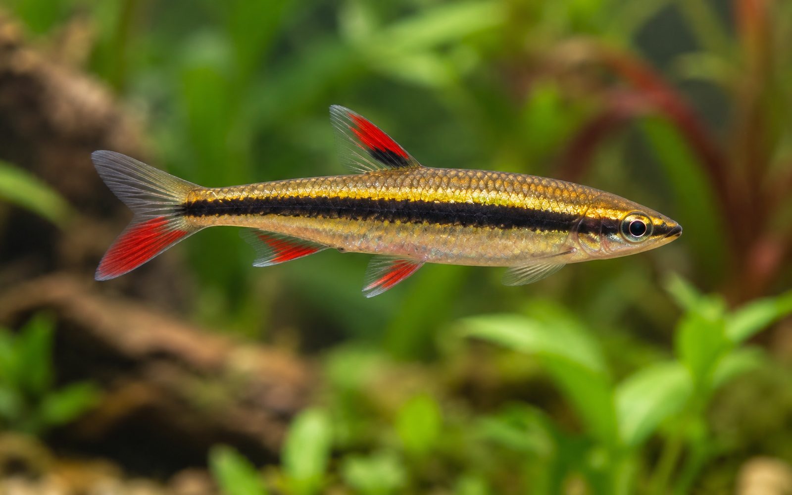 Altın Kalem Balığı (Nannostomus beckfordi)