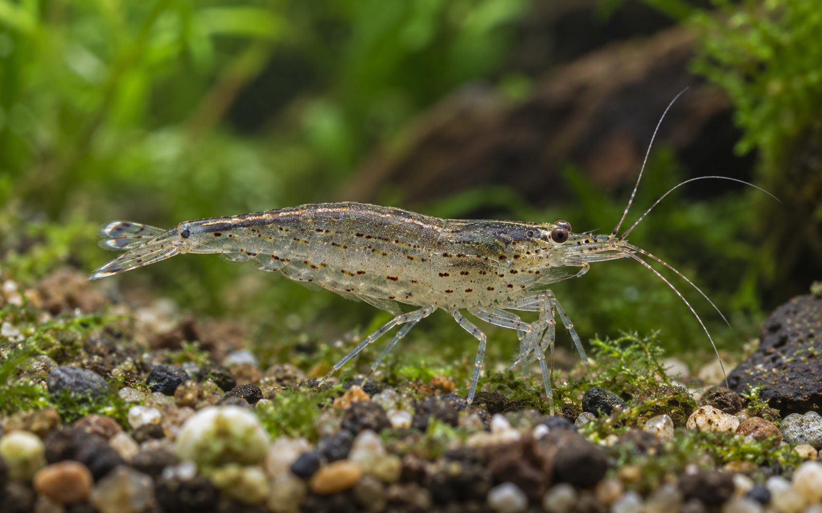 Amano Karides (Caridina multidentata)