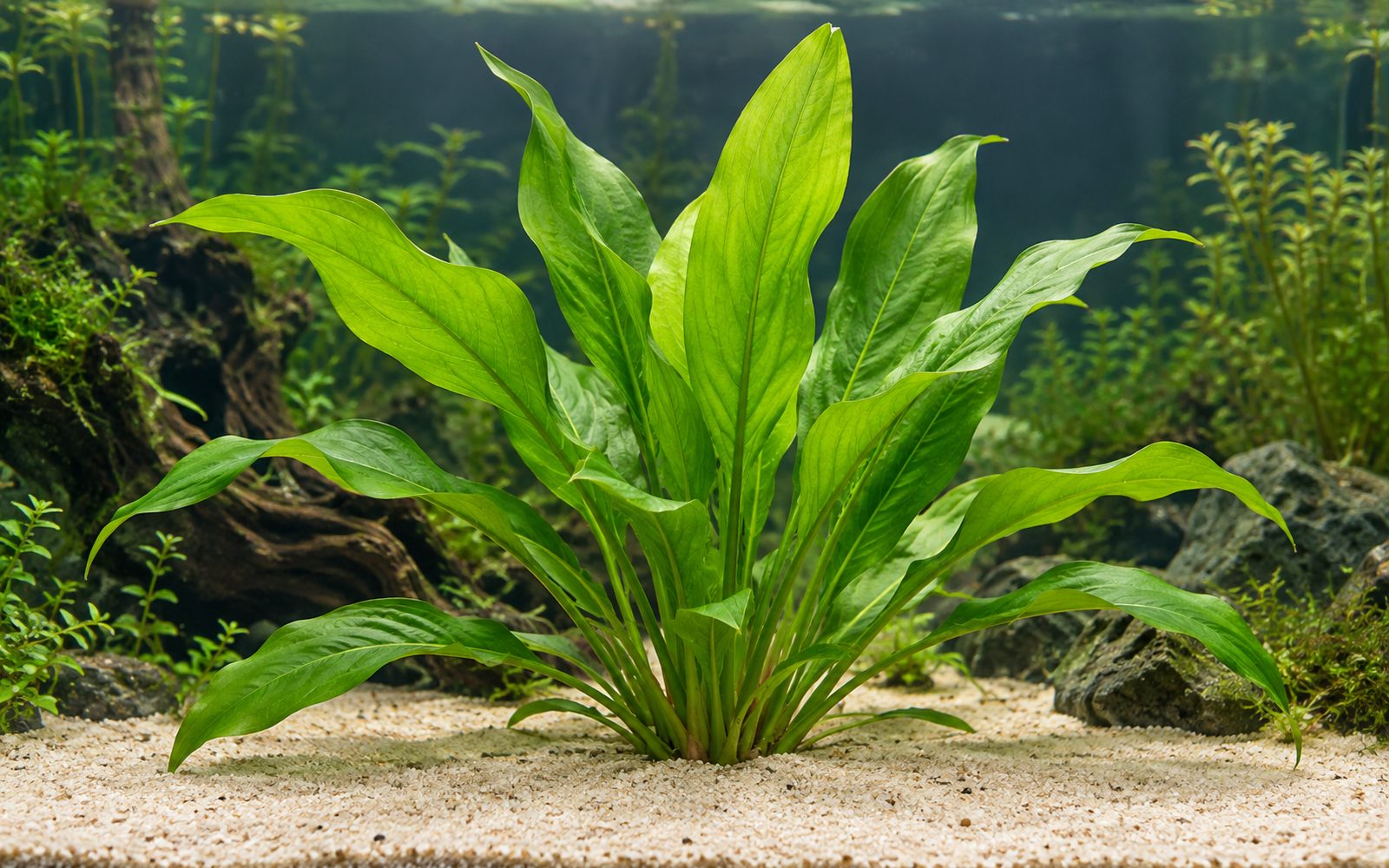 Amazon Kılıcı (Echinodorus grisebachii 'Bleheri')