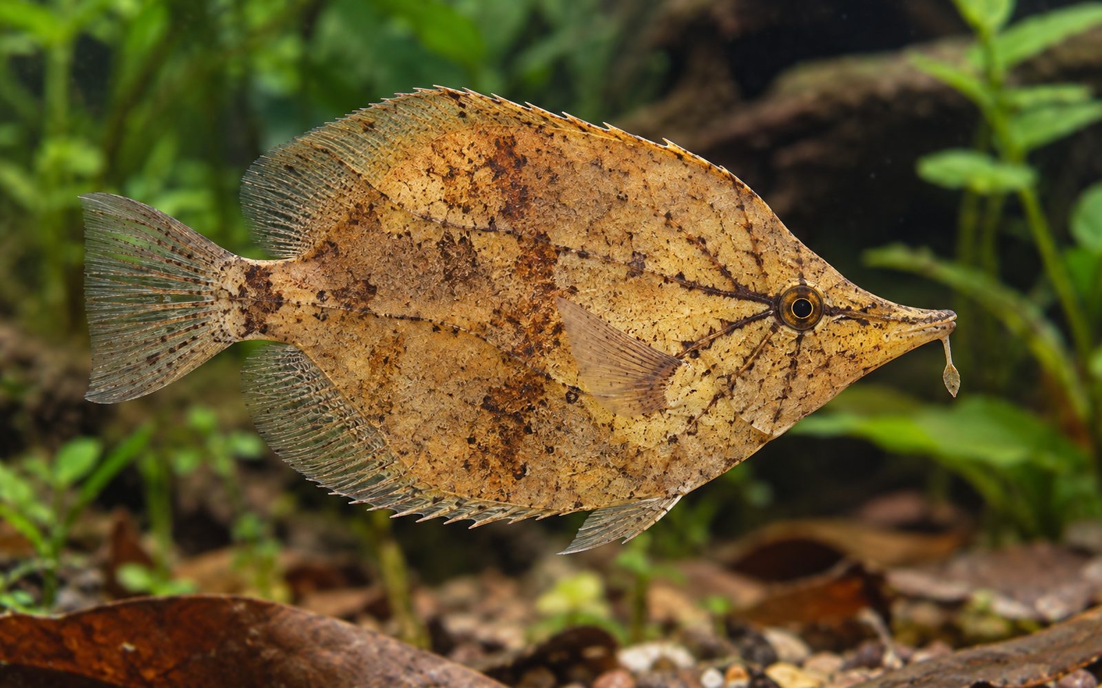 Amazon Yaprak Balığı (Monocirrhus polyacanthus)