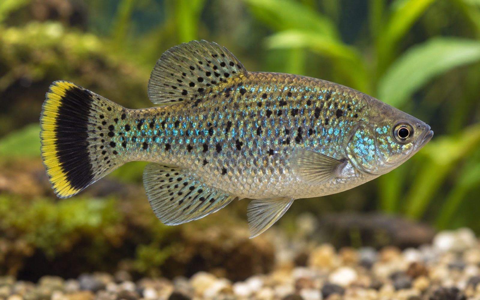 Ameca (Ameca splendens)