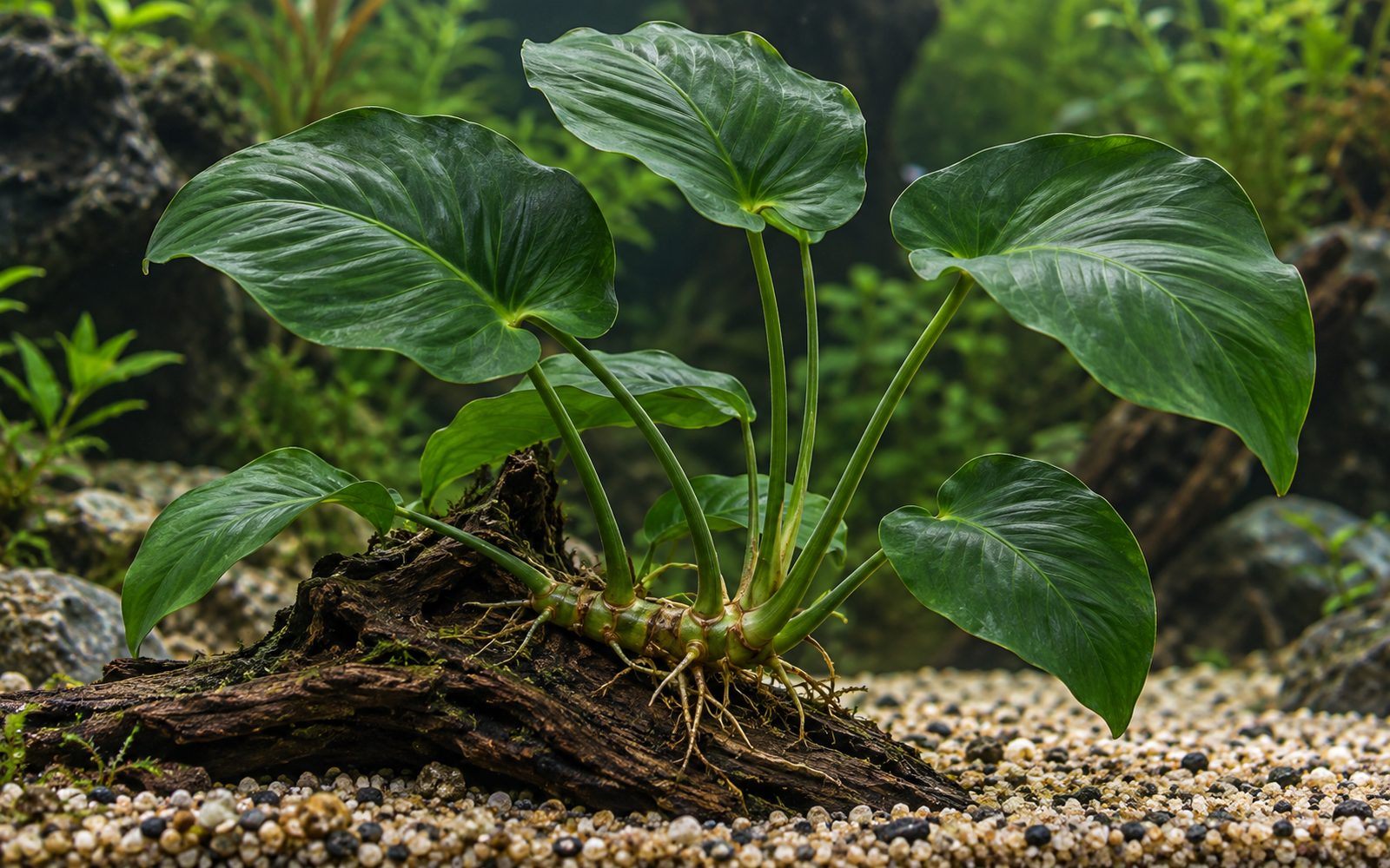 Anubias Caladiifolia (Anubias barteri var. caladiifolia)