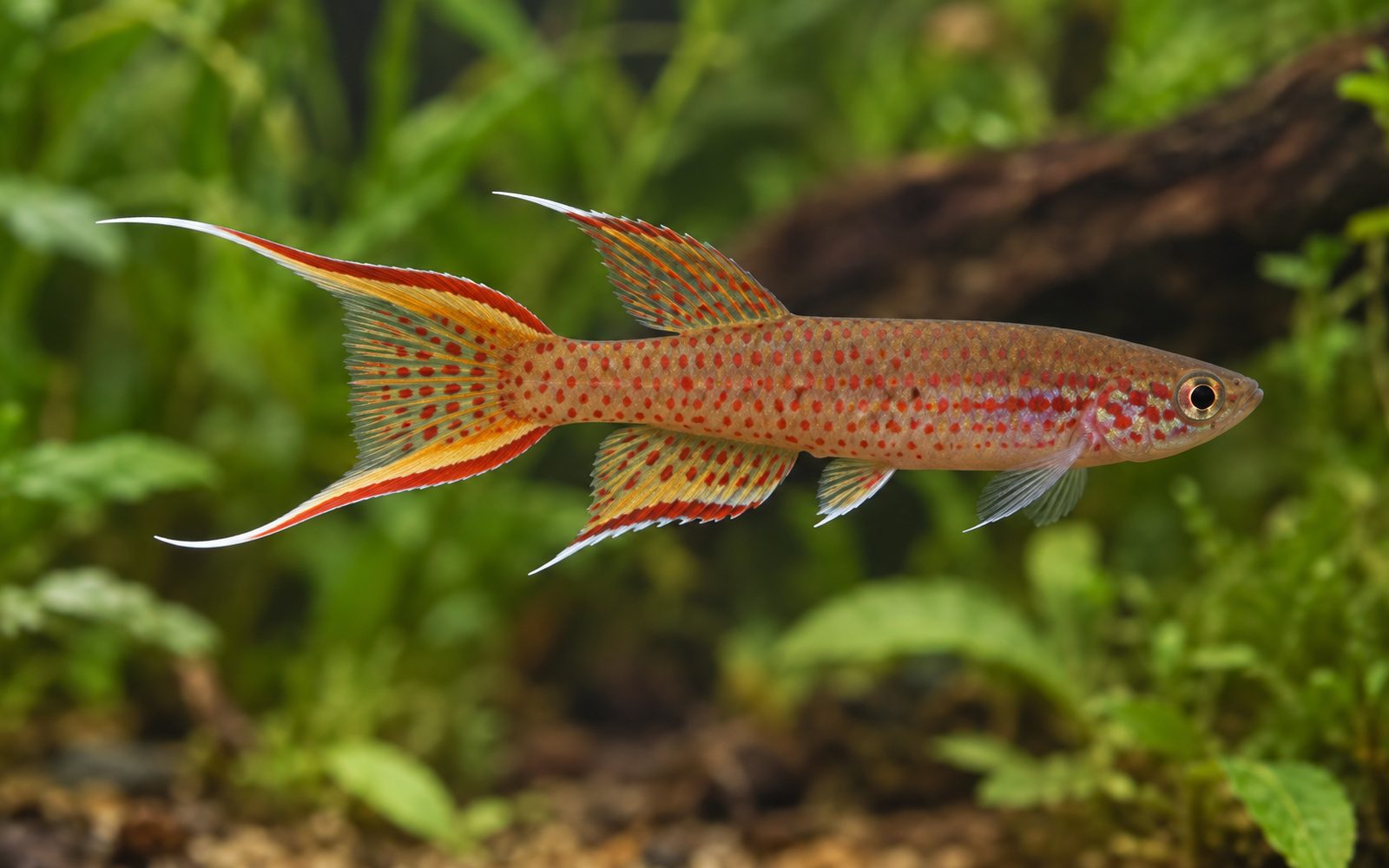 Aphyosemion Australe (Aphyosemion australe)