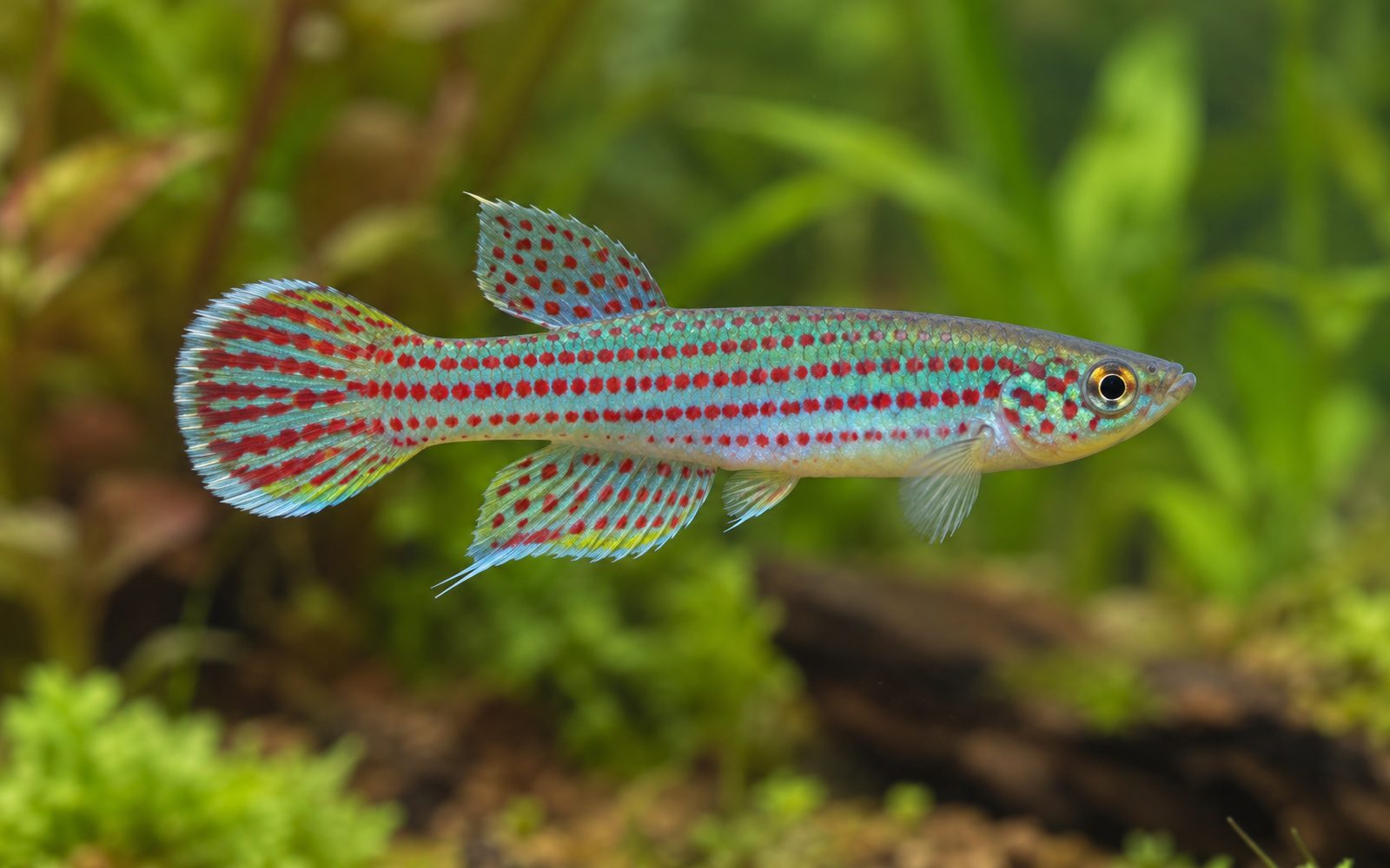 Aphyosemion Striatum (Aphyosemion striatum)