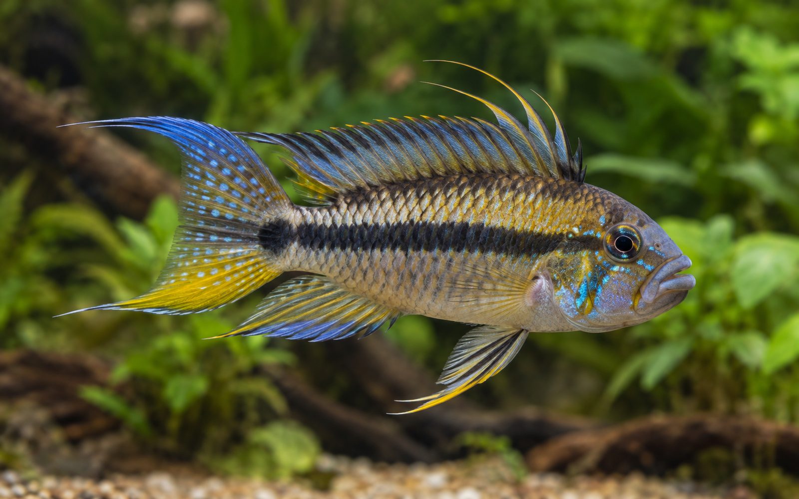Apistogramma barlowi (Apistogramma barlowi)