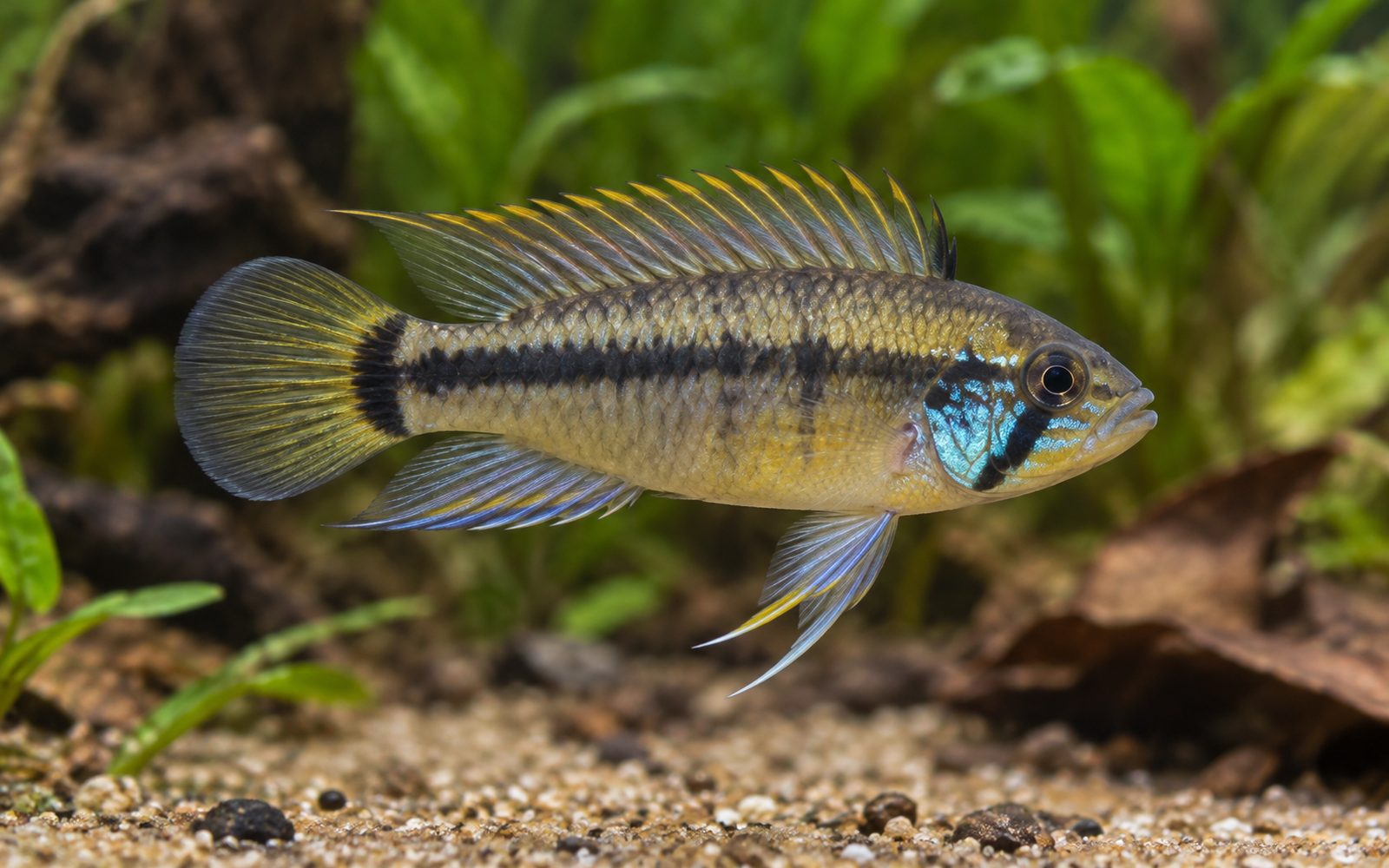 Apistogramma eunotus (Apistogramma eunotus)