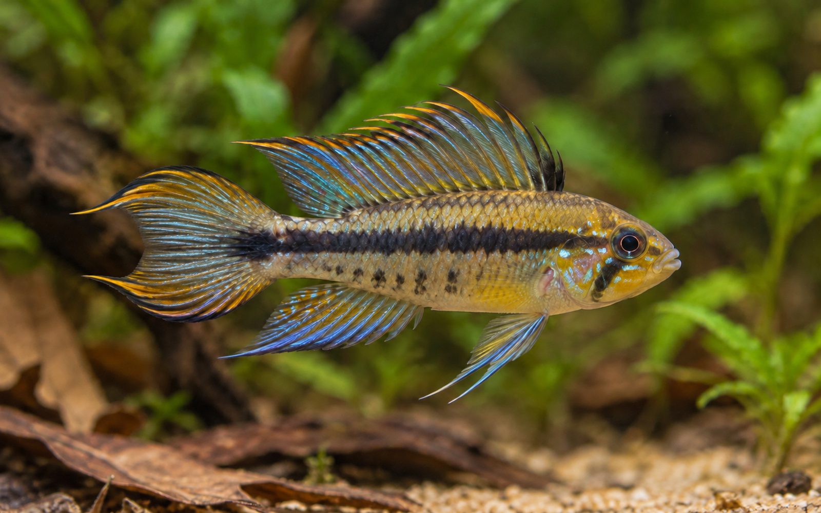 Apistogramma gibbiceps (Apistogramma gibbiceps)