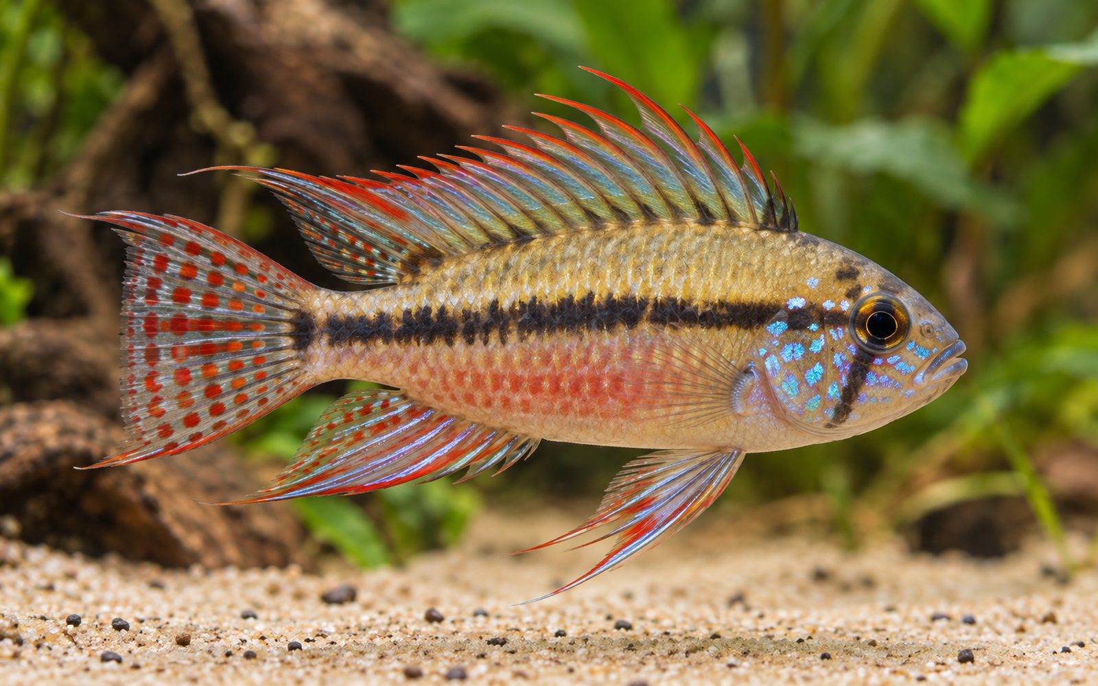 Apistogramma hongsloi (Apistogramma hongsloi)