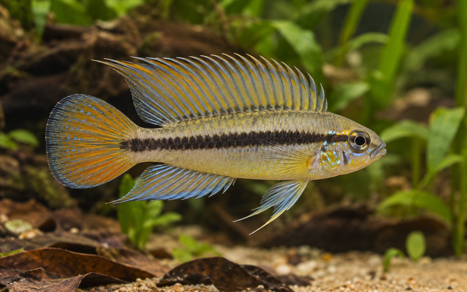 Apistogramma iniridae (Apistogramma iniridae)