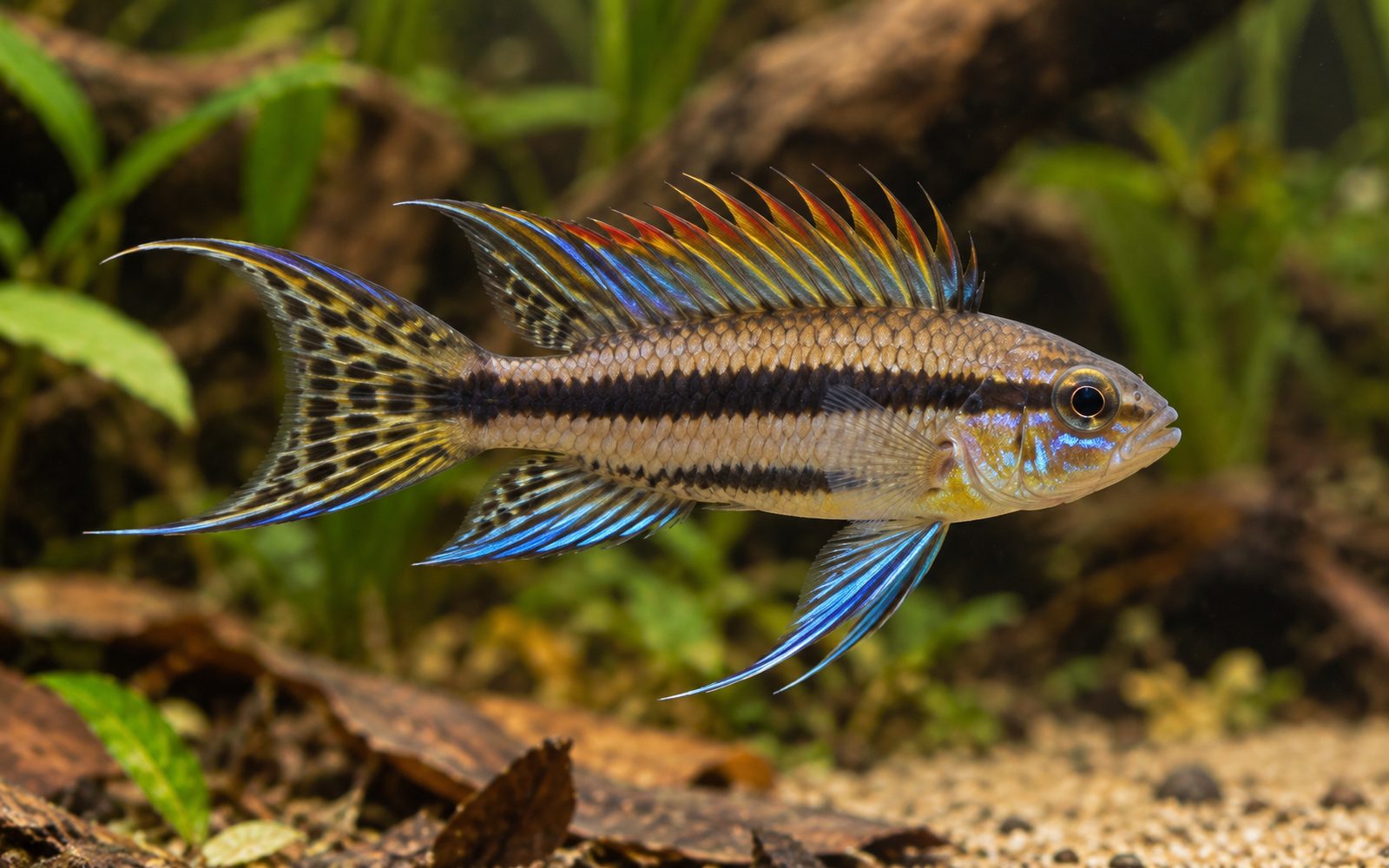 Apistogramma mendezi (Apistogramma mendezi)