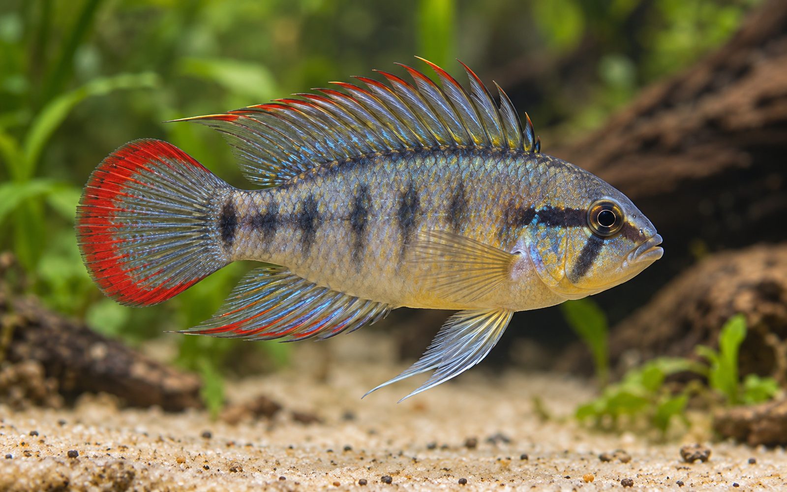 Apistogramma nijsseni (Apistogramma nijsseni)