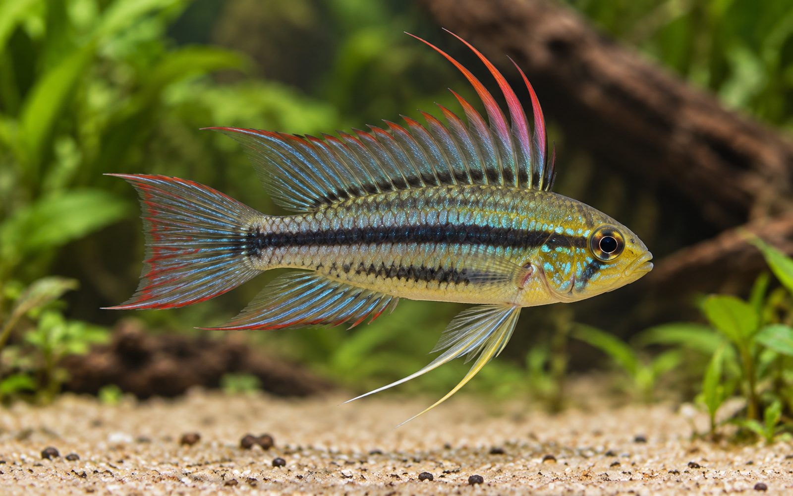 Apistogramma trifasciata (Apistogramma trifasciata)