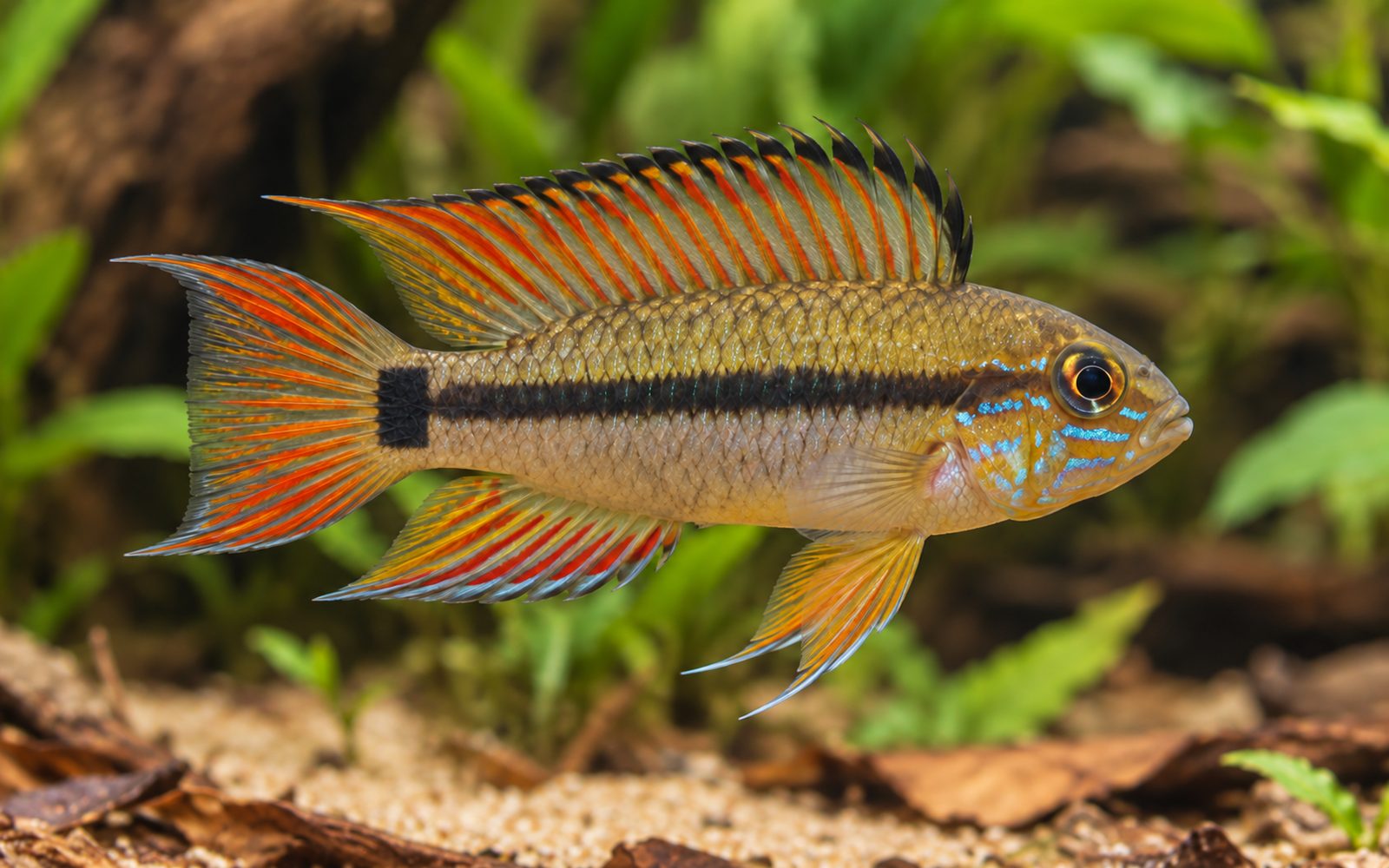 Apistogramma viejita (Apistogramma viejita)