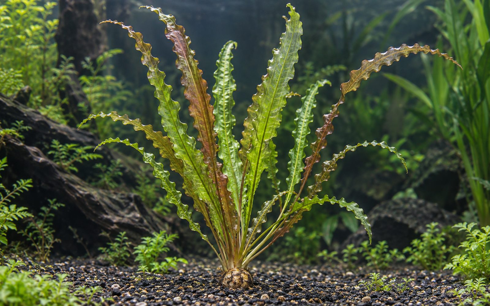 Aponogeton Crispus (Aponogeton crispus)