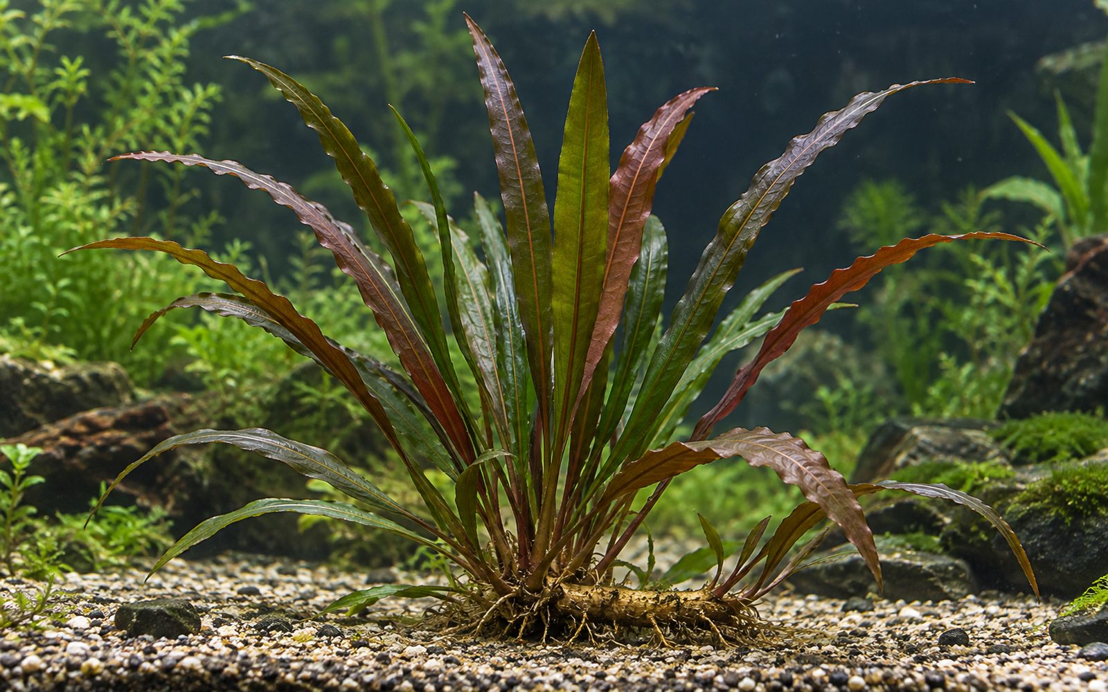 Aponogeton Rigidifolius (Aponogeton rigidifolius)
