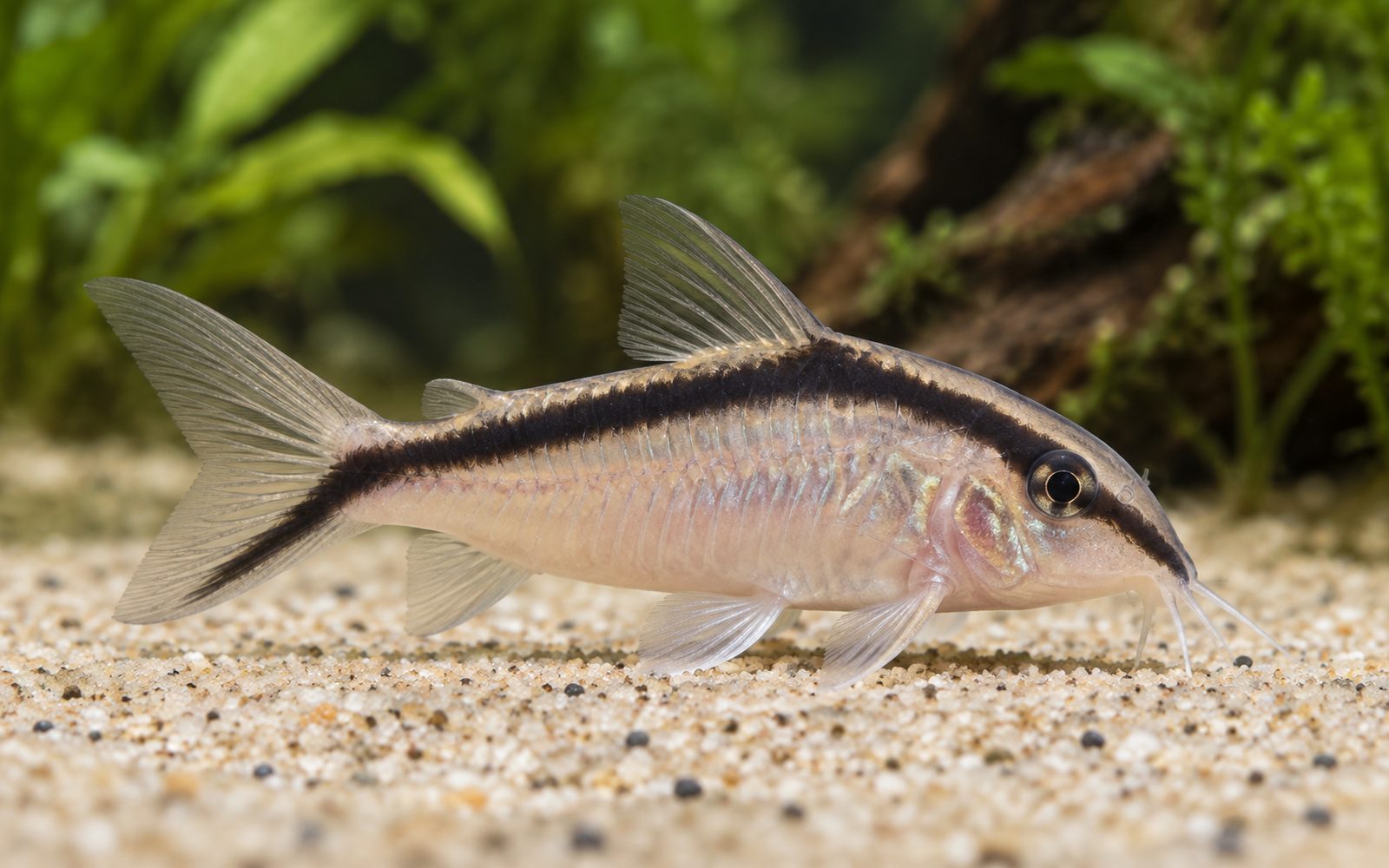 Arcuatus Corydoras (Corydoras arcuatus)