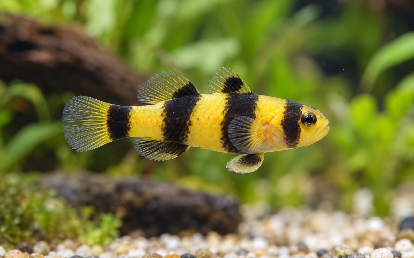 Arı Gobisi (Brachygobius doriae)