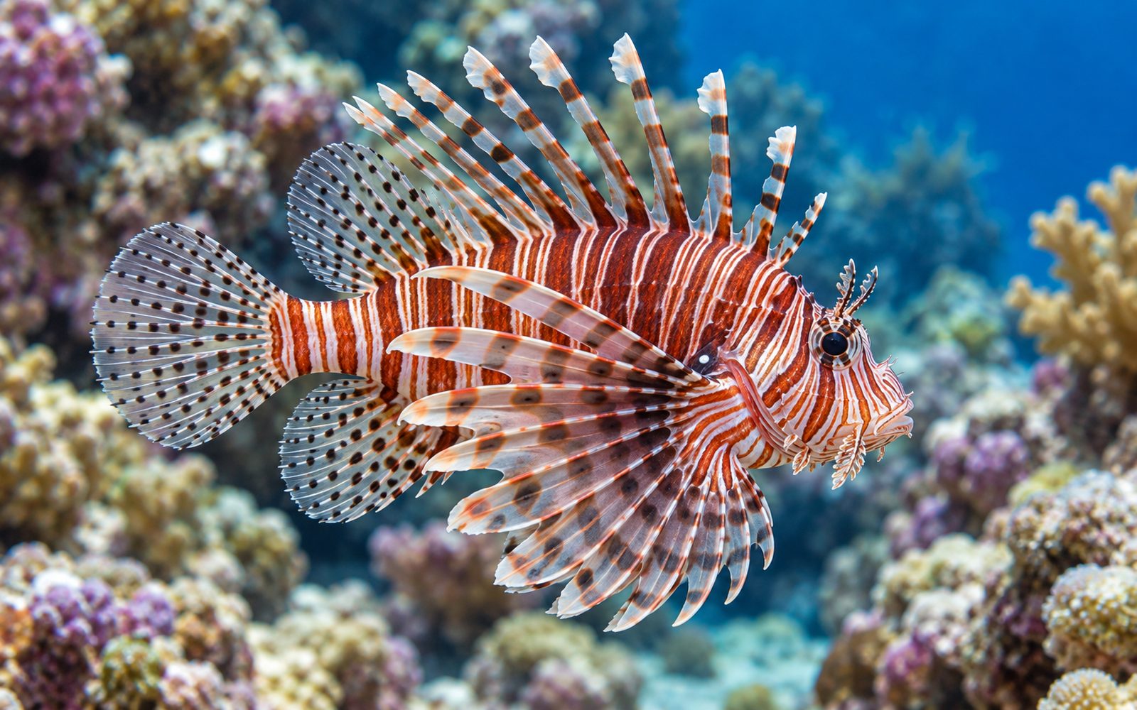 Aslan Balığı (Pterois volitans)