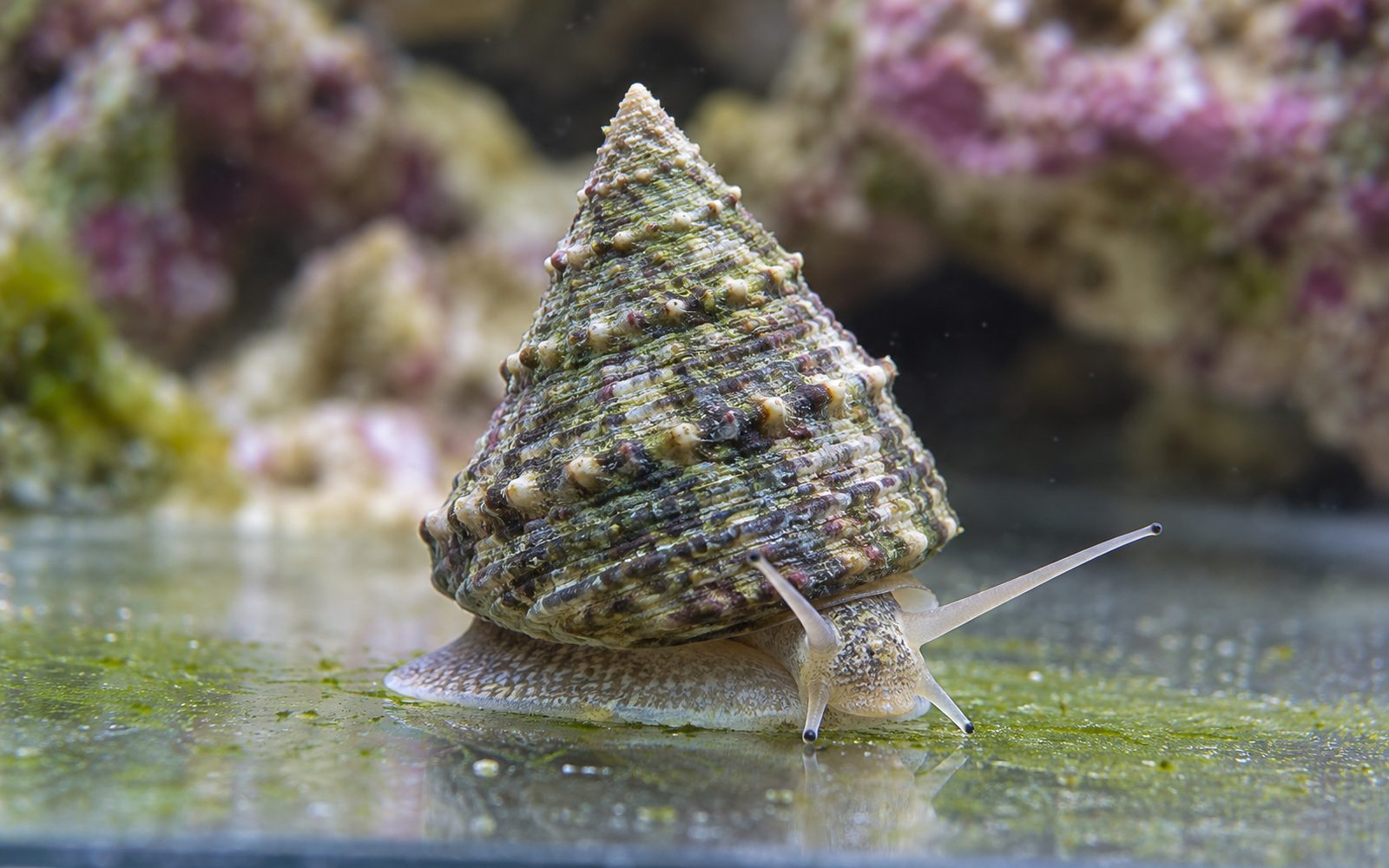 Astraea Salyangozu (Lithopoma tectum)