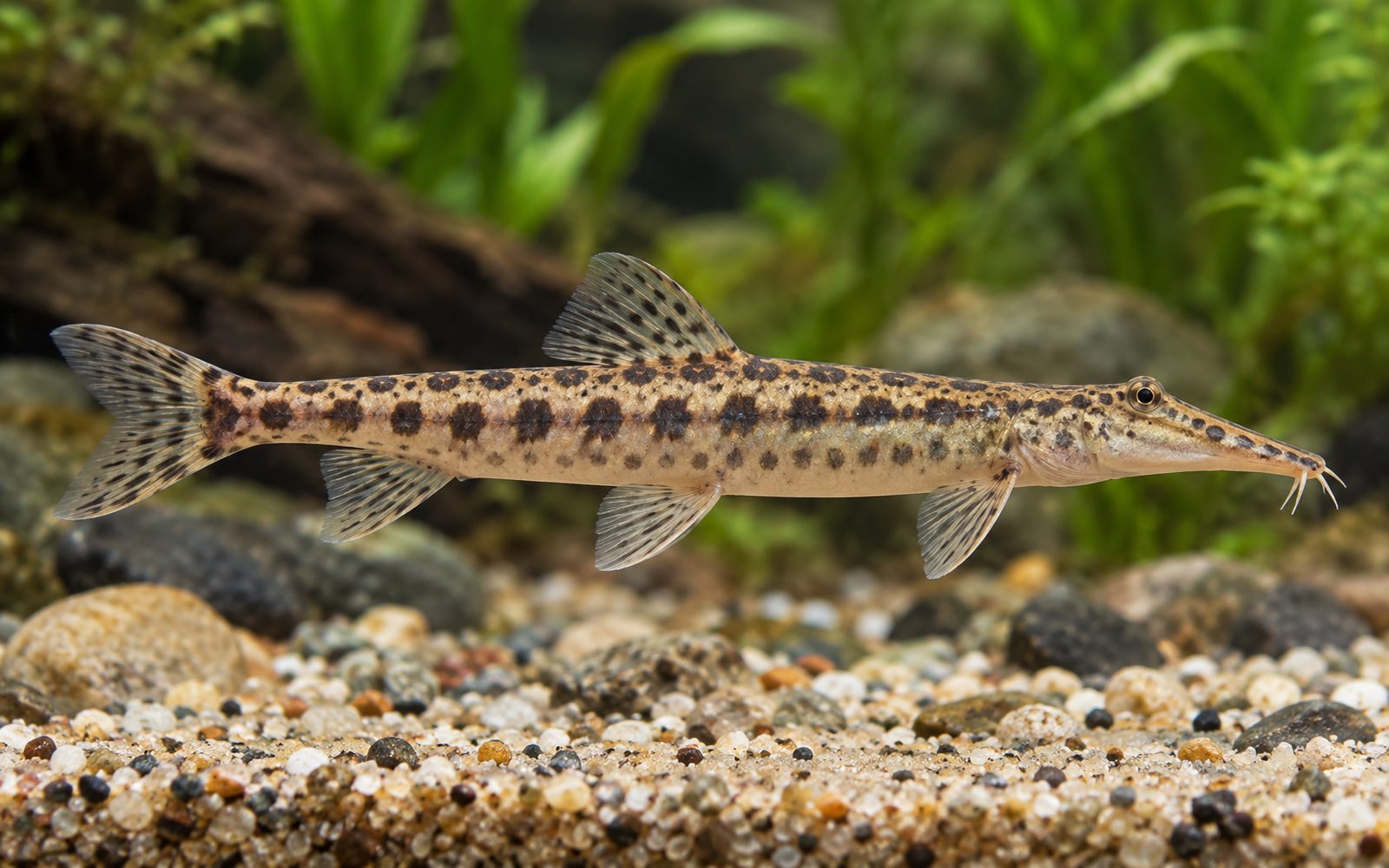 At Yüzlü Loach (Acantopsis dialuzona)
