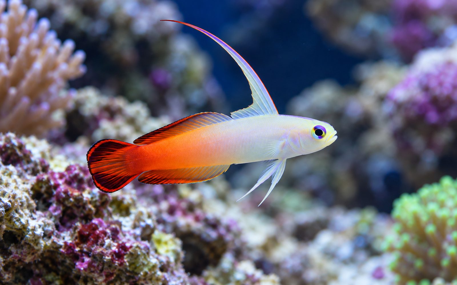 Ateş Gobisi (Nemateleotris magnifica)