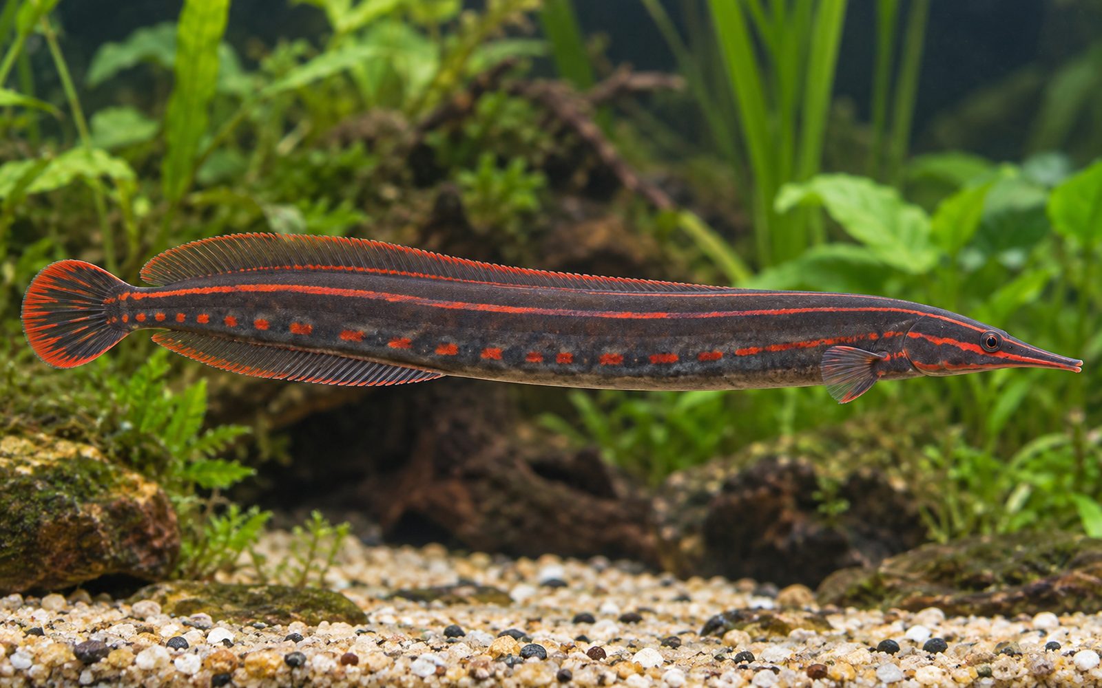 Ateş Yılan Balığı (Mastacembelus erythrotaenia)