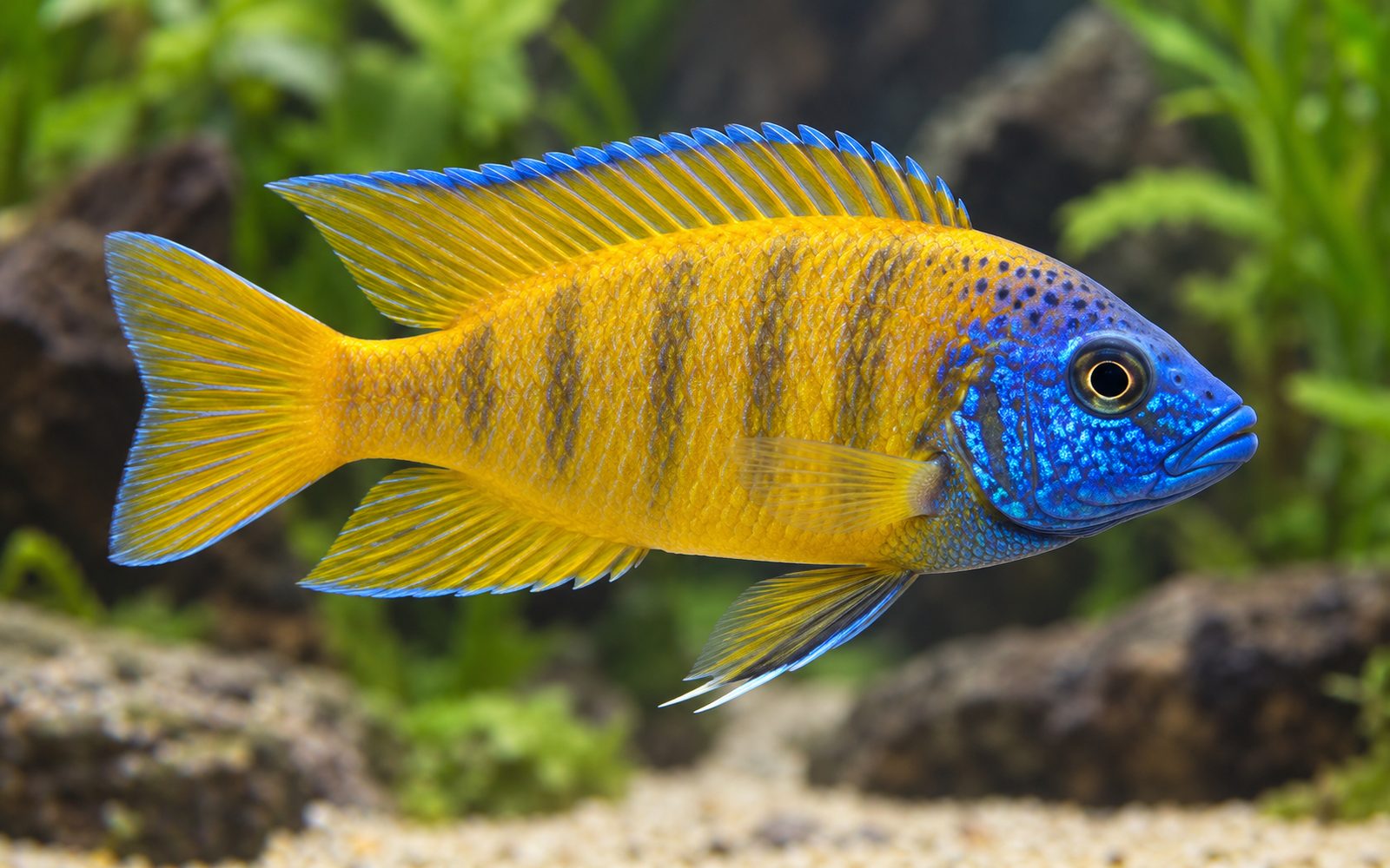 Aulonocara Baenschi (Aulonocara baenschi)