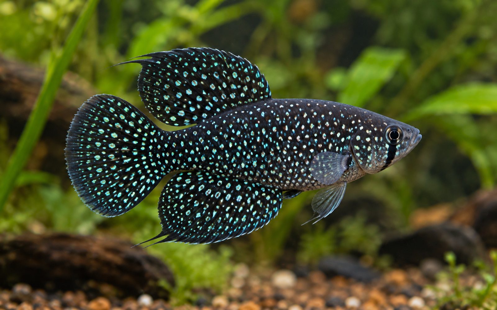 Austrolebias Nigripinnis (Austrolebias nigripinnis)