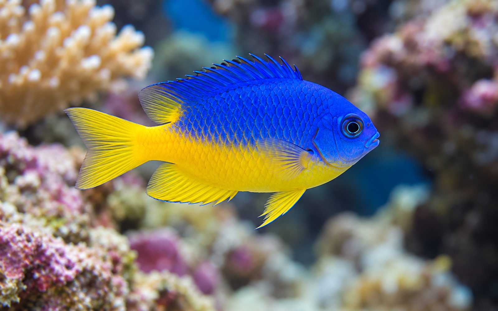 Azur Damsel (Chrysiptera hemicyanea)