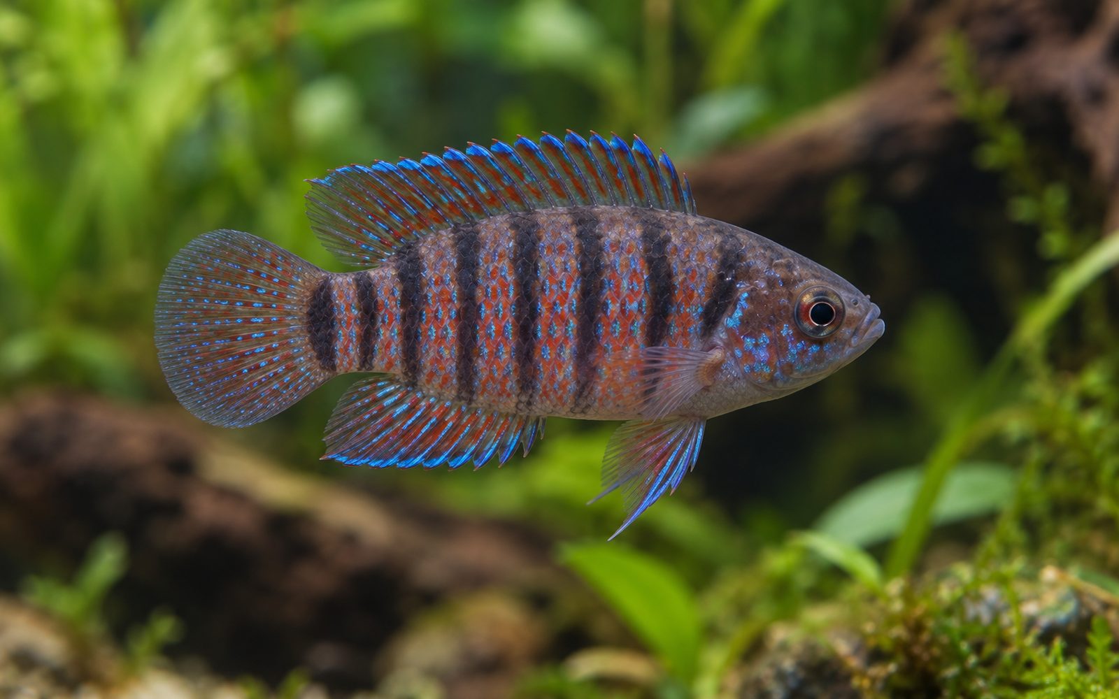 Badis (Badis badis)