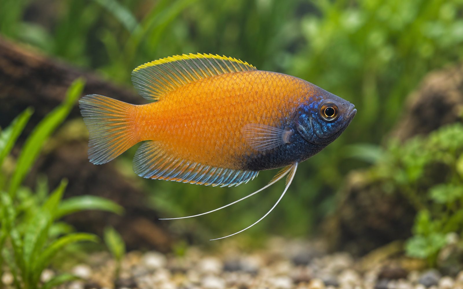 Bal Gurami (Trichogaster chuna)