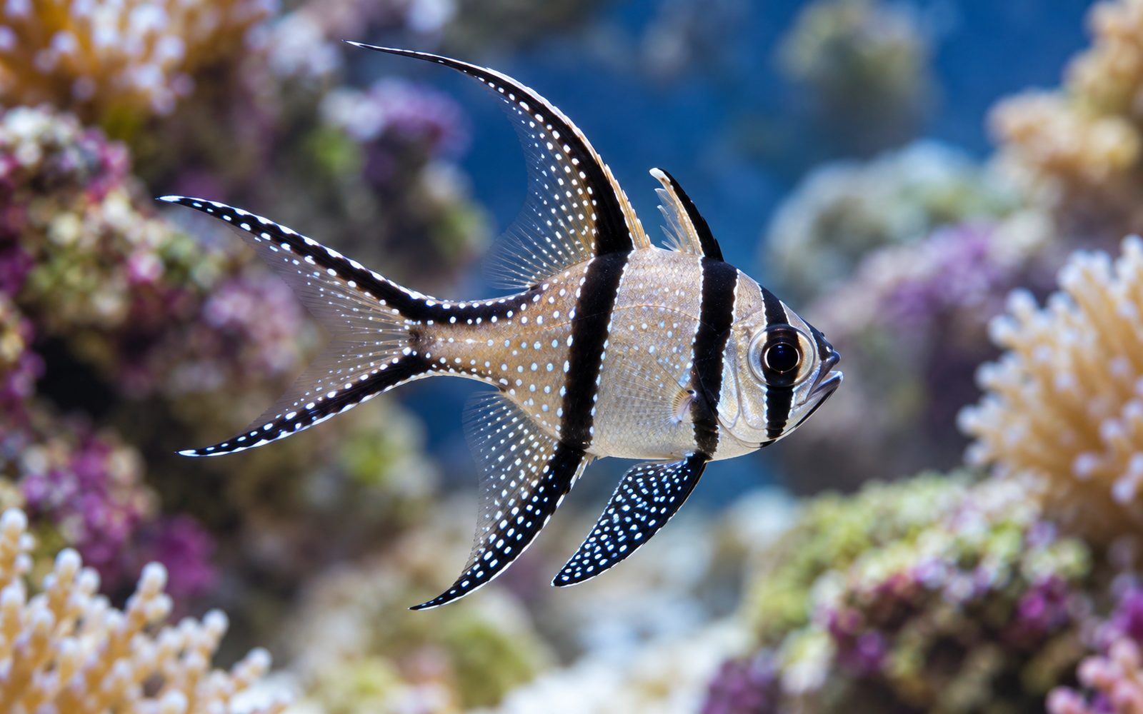 Banggai Kardinal Balığı (Pterapogon kauderni)