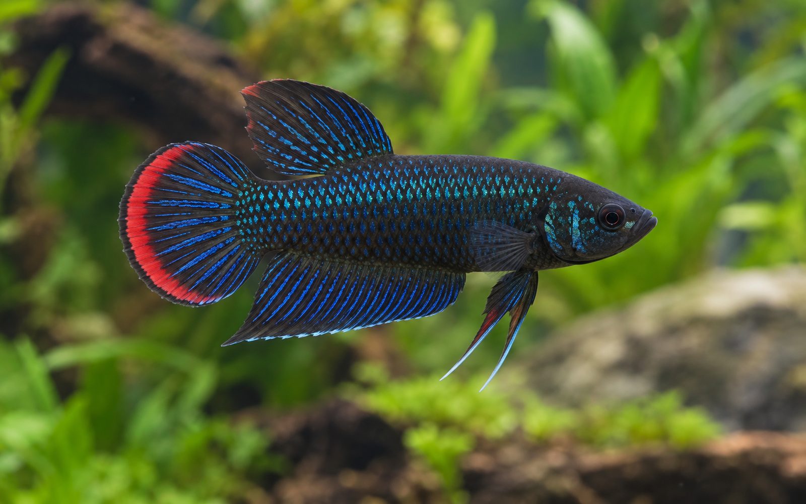 Barışçıl Beta (Betta imbellis)