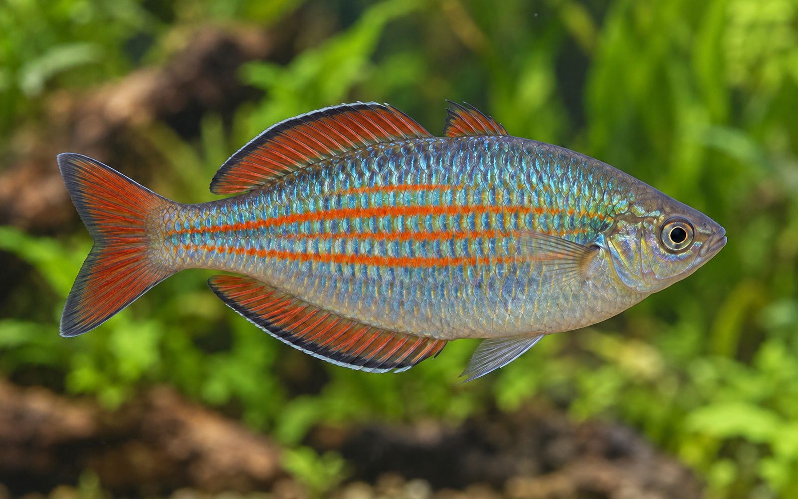 Batı Gökkuşağı (Melanotaenia australis)