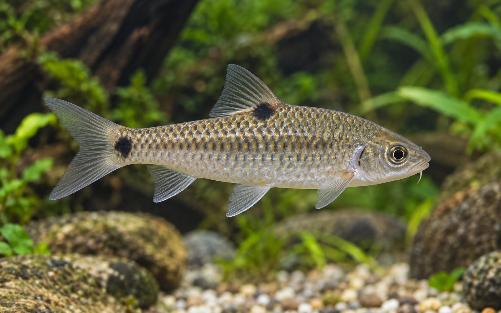 Benekli Barb (Barbodes binotatus)