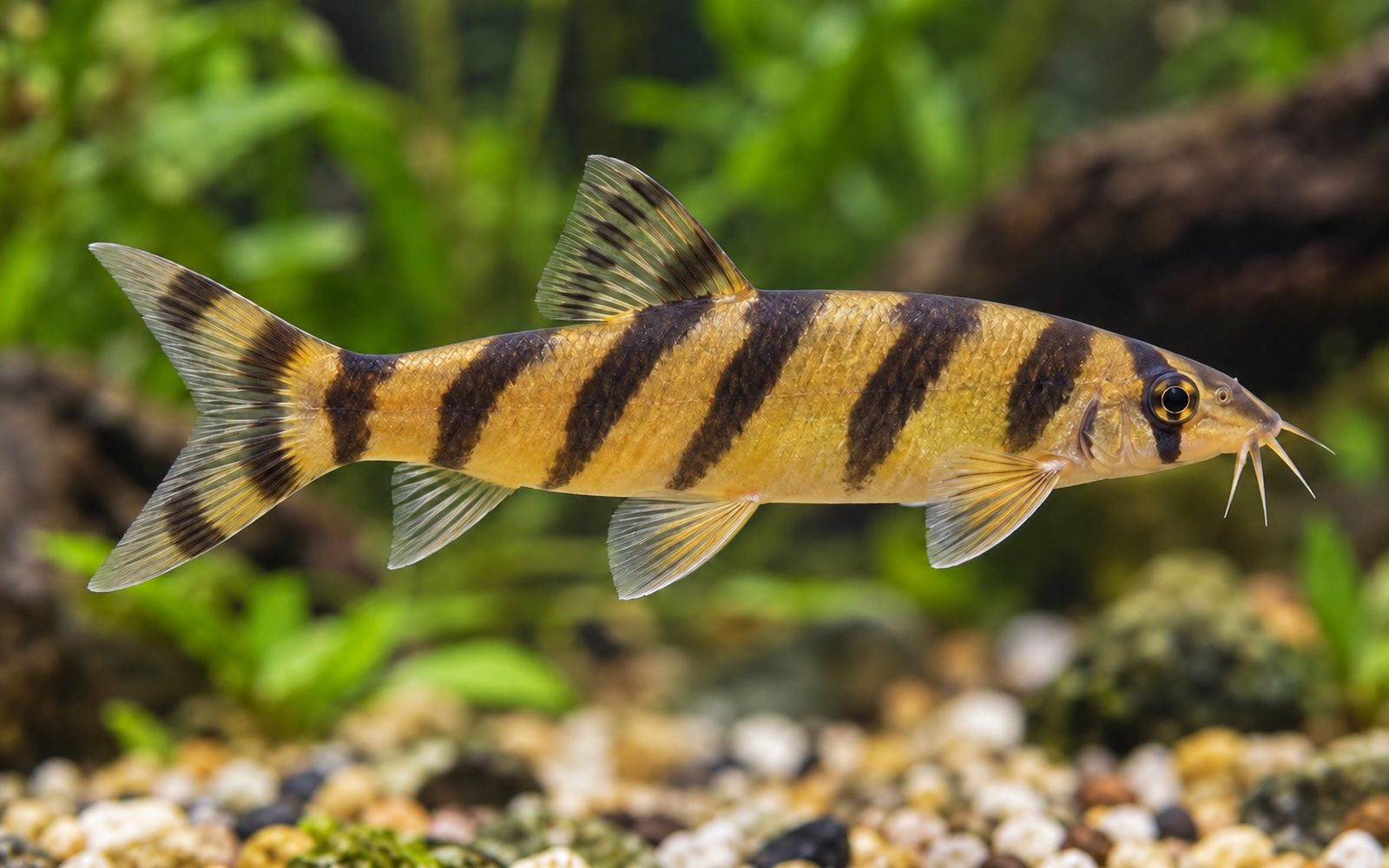 Bengal Botia (Botia dario)