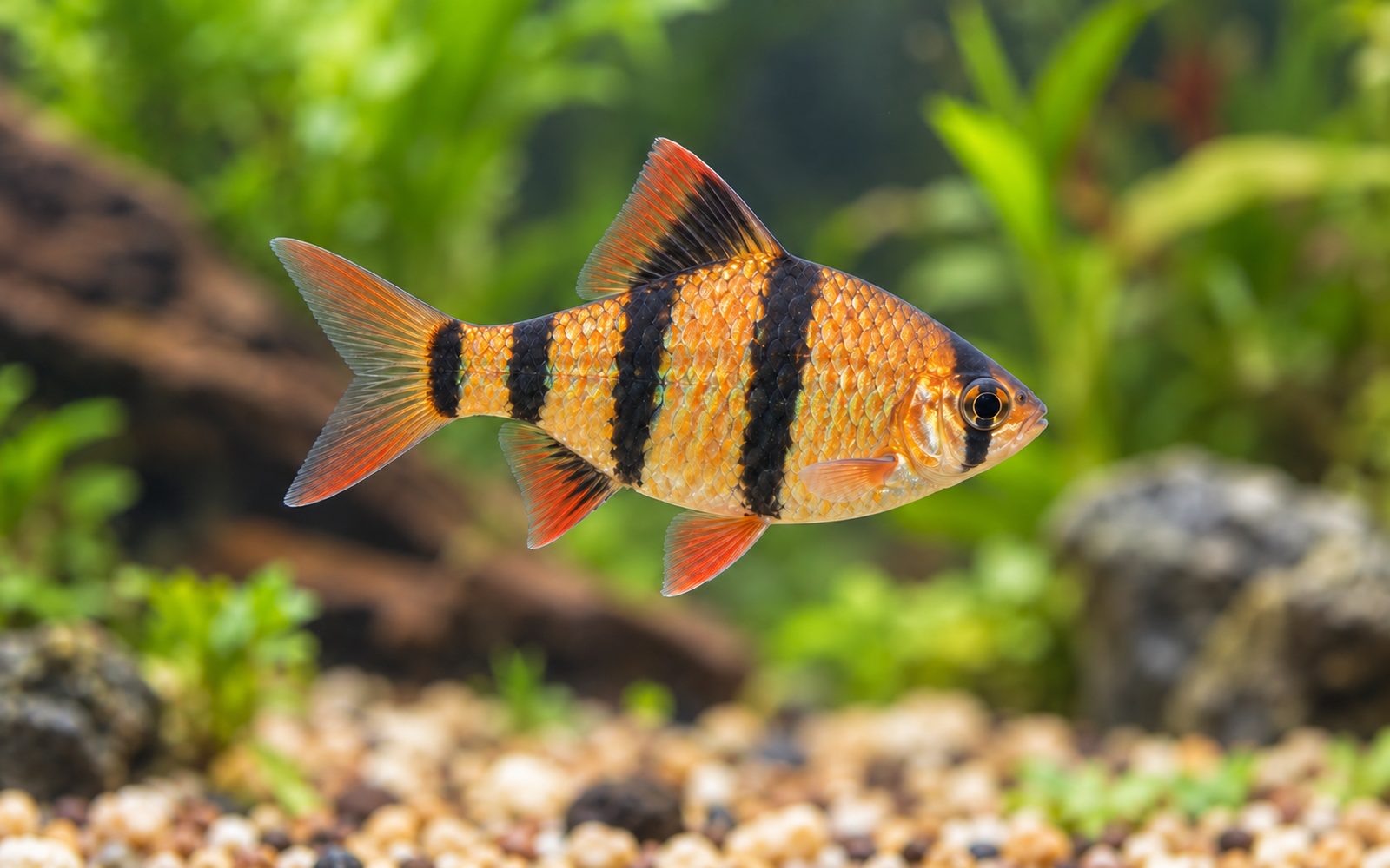 Beş Bantlı Barb (Desmopuntius pentazona)