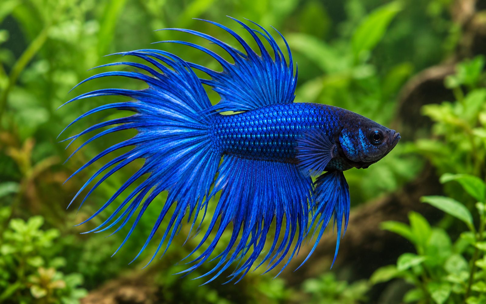 Beta — Varyete: crowntail