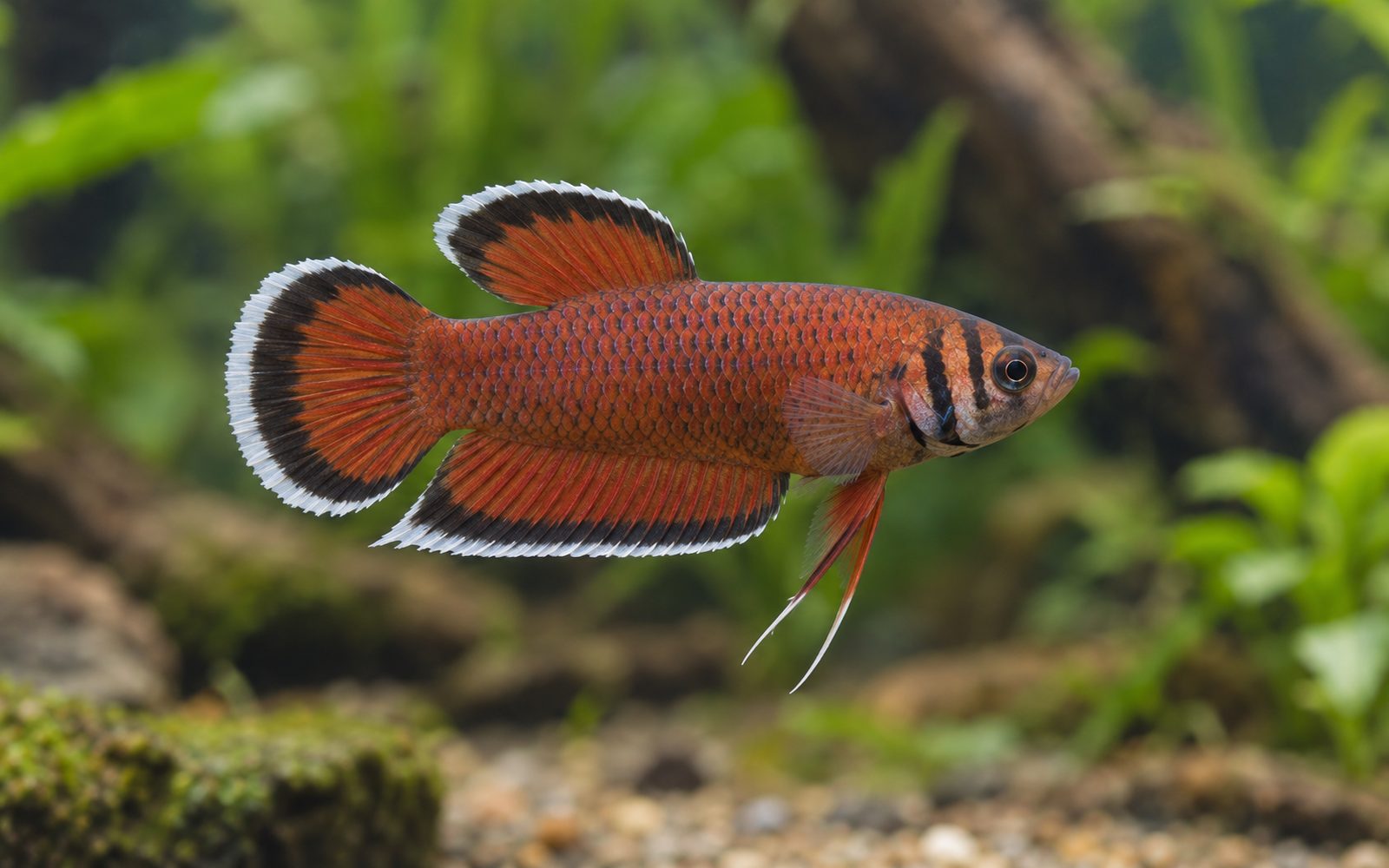 Beyaz Kenarlı Beta (Betta albimarginata)